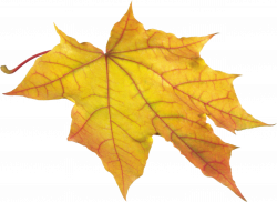 Yellow Leaf PNG Image - PurePNG | Free transparent CC0 PNG Image Library