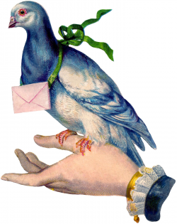 Carrier Pigeon Image with Letter | Vintage Clip Art ...
