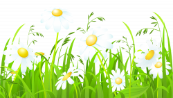 White Flowers and Grass Transparent PNG Clip Art Image ...