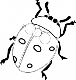 Ladybug Drawing Black And White | Clipart library - Free Clipart ...