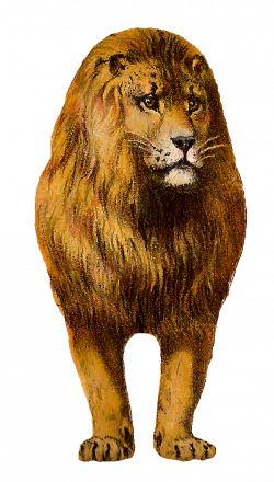 Antique Images: Free Digital Lion Clip Art Animal Graphic Front ...