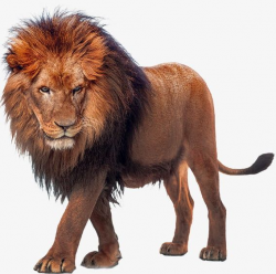 African Lion PNG, Clipart, Africa, African Clipart, African ...