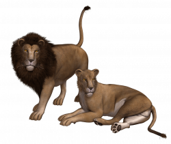Lion Couple Clipart PNG - PHOTOS PNG