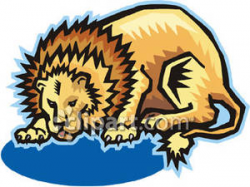 A Lion Drinking From a Puddle of Water - Royalty Free ...