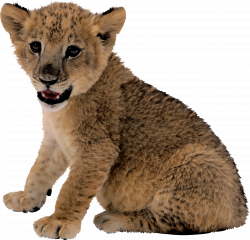 Lion Cub One | Isolated Stock Photo by noBACKS.com
