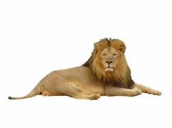 Lion Transparent PNG Pictures - Free Icons and PNG Backgrounds