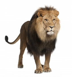 Lion PNG images and Clipart free download