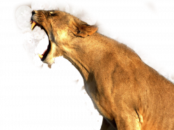 Lion PNG Transparent Images | PNG All