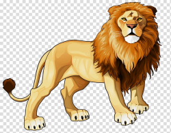 Male lion , Lion , Lions Head transparent background PNG ...