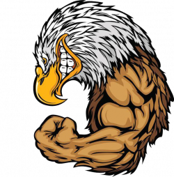 Bald Eagle Clip art - The eagle muscle 596*607 transprent Png Free ...