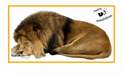 Lion Clipart Sleep - Sleeping Lion Png Free PNG Images ...