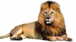 10 Different Types Of Lions with Fact and Pictures | Lions ...