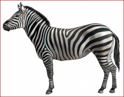 Awesome Zebra Png Clipart Image Gallery Yopriceville High Quality ...