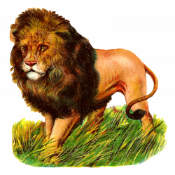 Antique Images: Wild Lion Stock Image Digital Animal Illustration ...