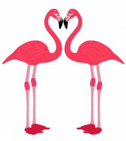 Flamingo Birds Love Heart Free Stock Photo - Public Domain ...