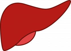 Connection Between Liver, Diet And Bacteria....... — Steemit