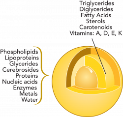 The chemistry of milk –Final part | Sushilbandhu