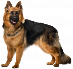 Dog German Shepherd PNG Clip Art - Best WEB Clipart