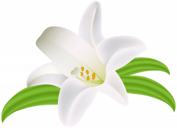 Lilium Flower PNG Clipart Image - Best WEB Clipart