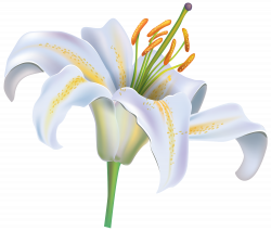 White Lily Flower PNG Clipart Image - Best WEB Clipart