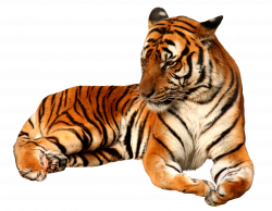 Tiger PNG Image Without Background | Web Icons PNG