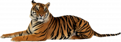 Tiger PNG Transparent Images | PNG All