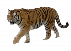 Tiger PNG Picture | Web Icons PNG