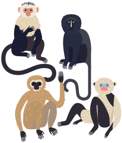 Monkeys - Laura Edelbacher Illustrations
