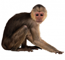 Capuchin monkey Desktop Wallpaper - monkeys png download ...
