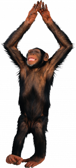 Monkey PNG images free download