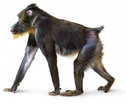 Real Animal PNG Transparent Real Animal.PNG Images. | PlusPNG