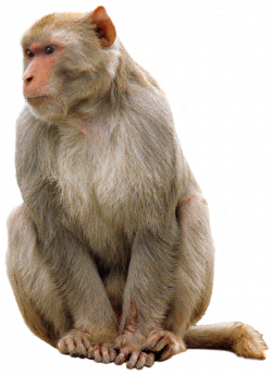 27+ List Different Types of Monkeys Facts and Information ...
