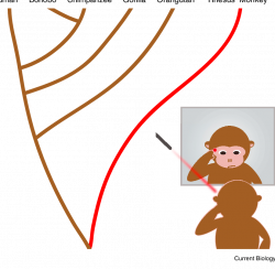 Rhesus monkeys pass the mark test. Chang et al. [1]. used a mildly ...
