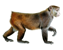 Monkey Rhesus macaque Clip art - Monkey PNG png download ...