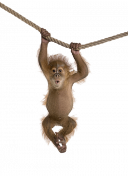 Monkey On Rope transparent PNG - StickPNG