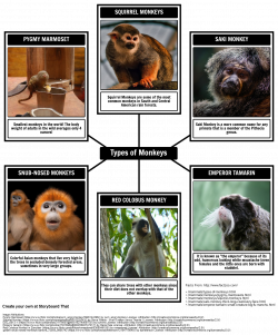 All About Monkeys Storyboard by aaron