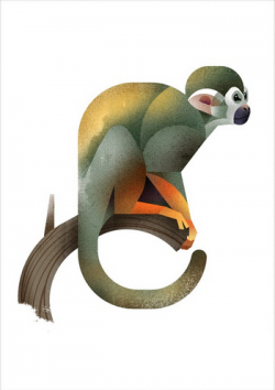 Squirrel Monkey by Dieter Braun #illustration #animal ...