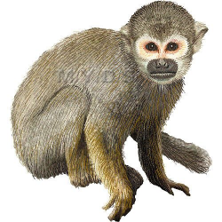 Common Squirrel Monkey clipart picture / Large | Clip Art ...