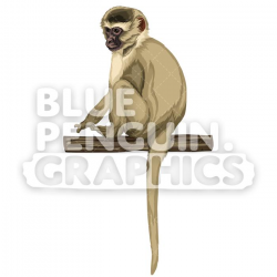 Vervet Monkey Version 9 Vector Clipart Illustration