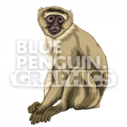 Vervet Monkey Version 1 Vector Clipart Illustration