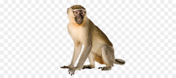 Monkey Cartoon png download - 700*400 - Free Transparent ...
