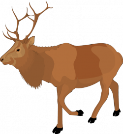 Free Deer Clipart Images Black And White photos【2018】