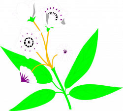 28+ Collection of Mountain Laurel Clipart | High quality, free ...