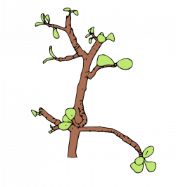 Jade Money Tree Vector illustration. | leeya | Pinterest | Money ...