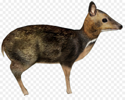 philippine mouse deer png clipart Philippine mouse-deer ...