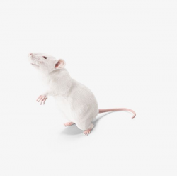 Meng Meng Experimental Rats PNG, Clipart, Animal, Experiment ...