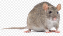 Hamster Background clipart - Mouse, Computer, Rat ...
