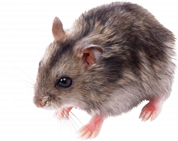 little mouse rat PNG | Animal PNG | Pinterest | Rat mouse, Rats and Mice