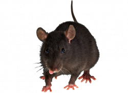 Rat, mouse Picture PNG Image - Picpng