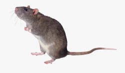Mice Clipart Mouse Tail - Rat Png #693286 - Free Cliparts on ...